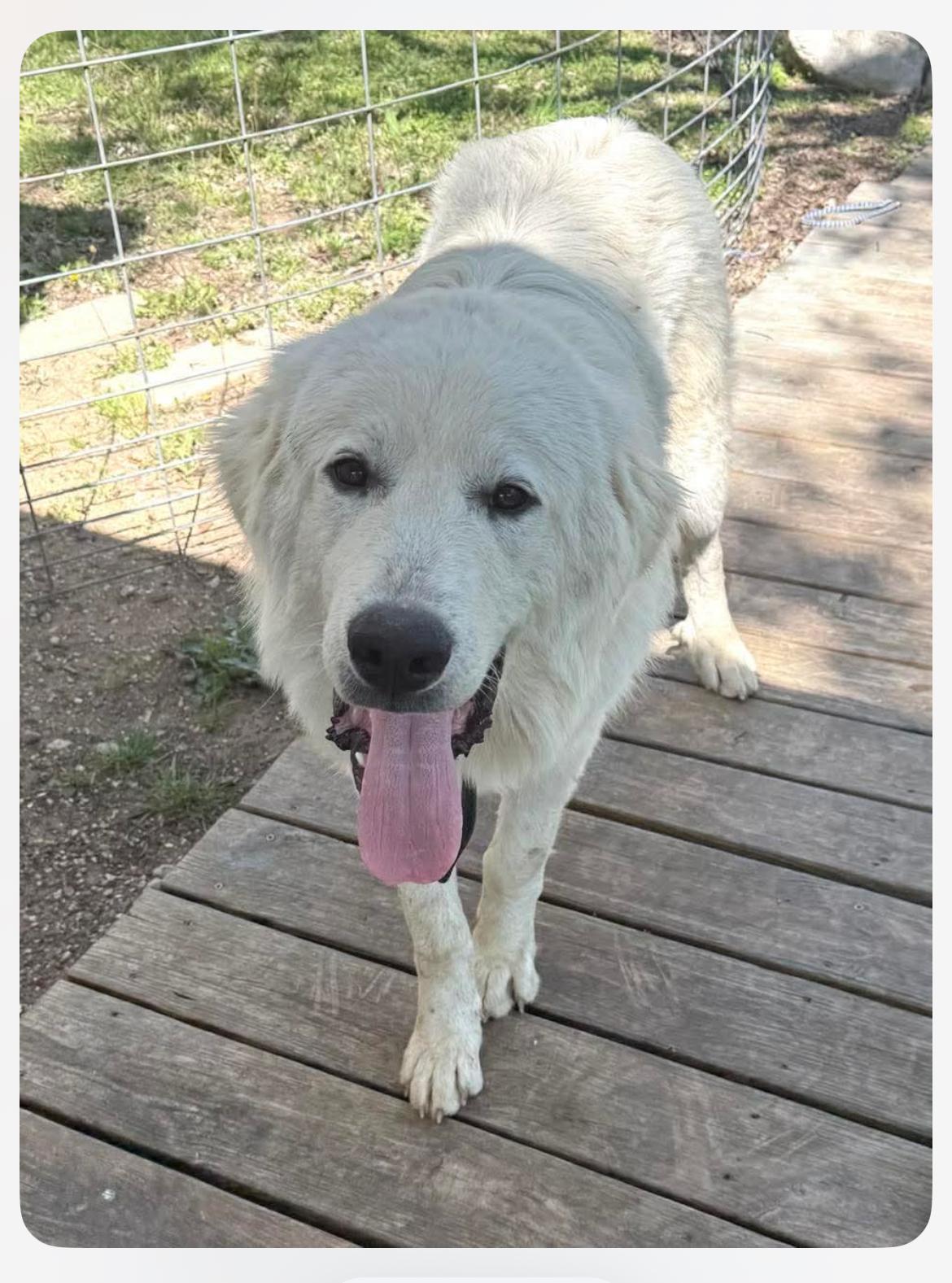 Enlarge Denver cs, a ADOPTABLE Great Pyrenees in Columbia, MD image 1/2