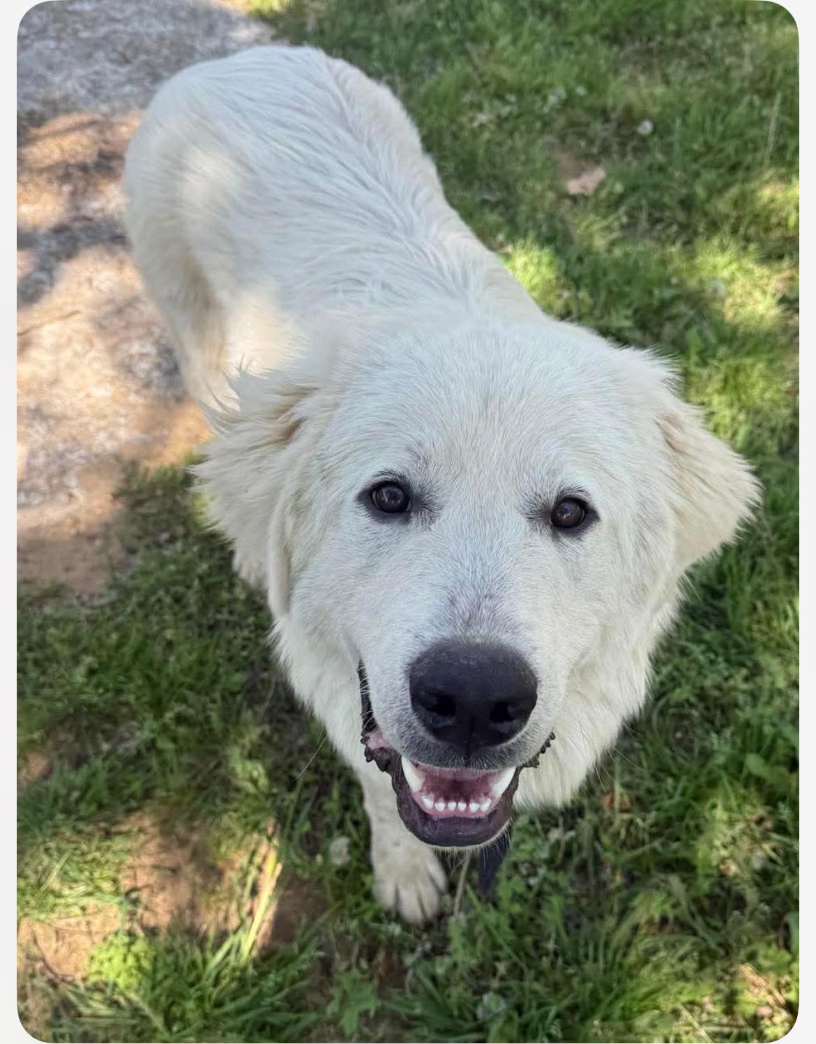 Enlarge Denver cs, a ADOPTABLE Great Pyrenees in Columbia, MD image 2/2