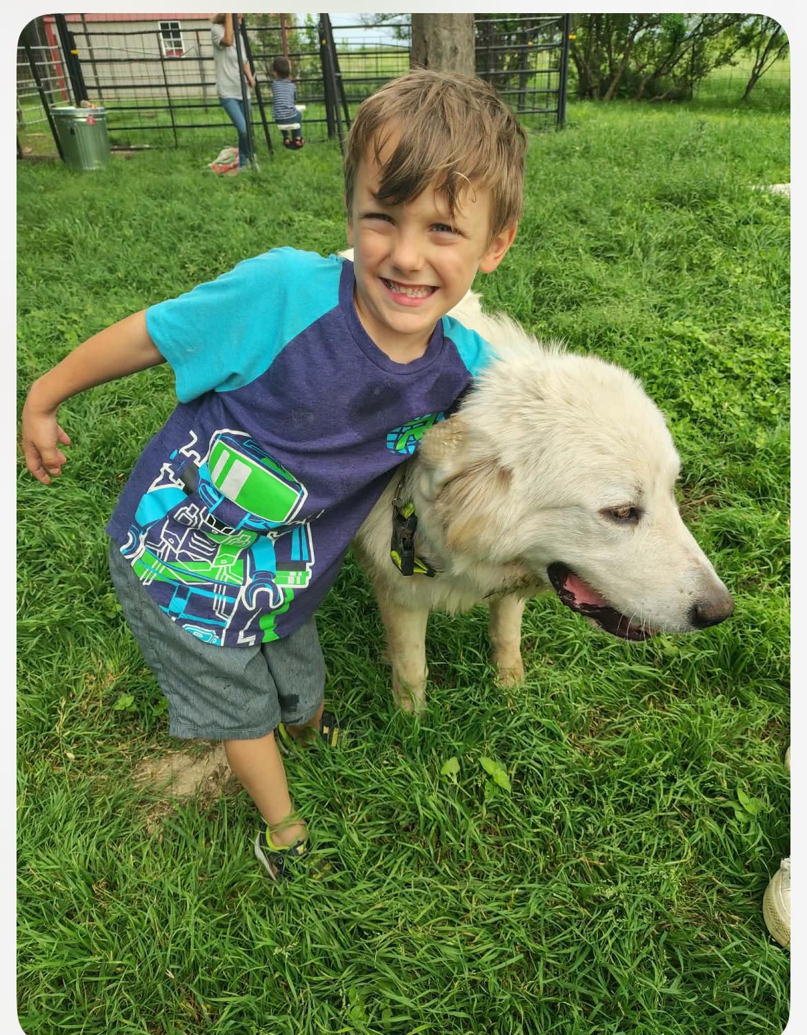 Denver cs, a ADOPTABLE Great Pyrenees in Columbia, MD image 3/3