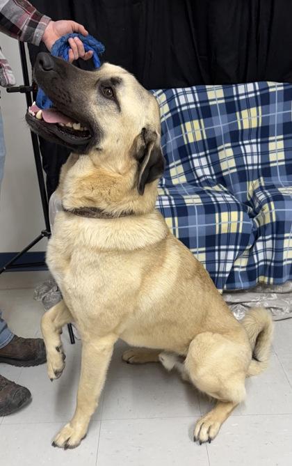 Enlarge Hudson, a Adoptable mixed breed in McCook, NE image 1/3