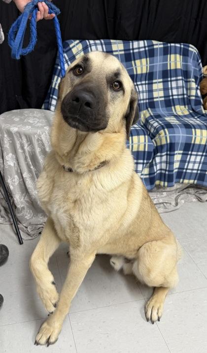 Enlarge Hudson, a Adoptable mixed breed in McCook, NE image 2/3