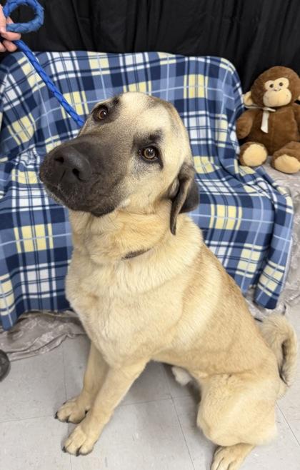 Enlarge Hudson, a Adoptable mixed breed in McCook, NE image 3/3