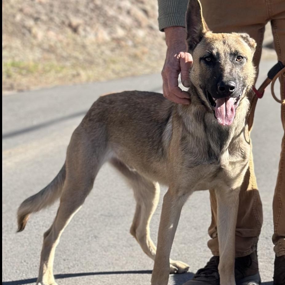 Enlarge Thor, a ADOPTABLE mixed breed in San Diego, CA image 1/1