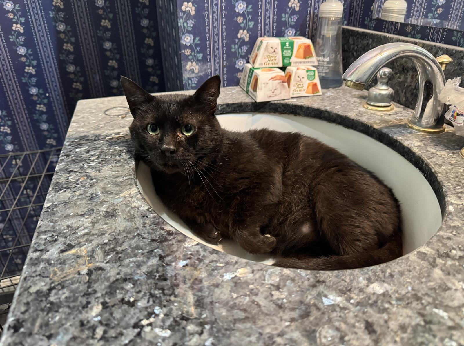 Chia, a Adoptable Domestic Short Hair in Wheaton, IL image 3/3