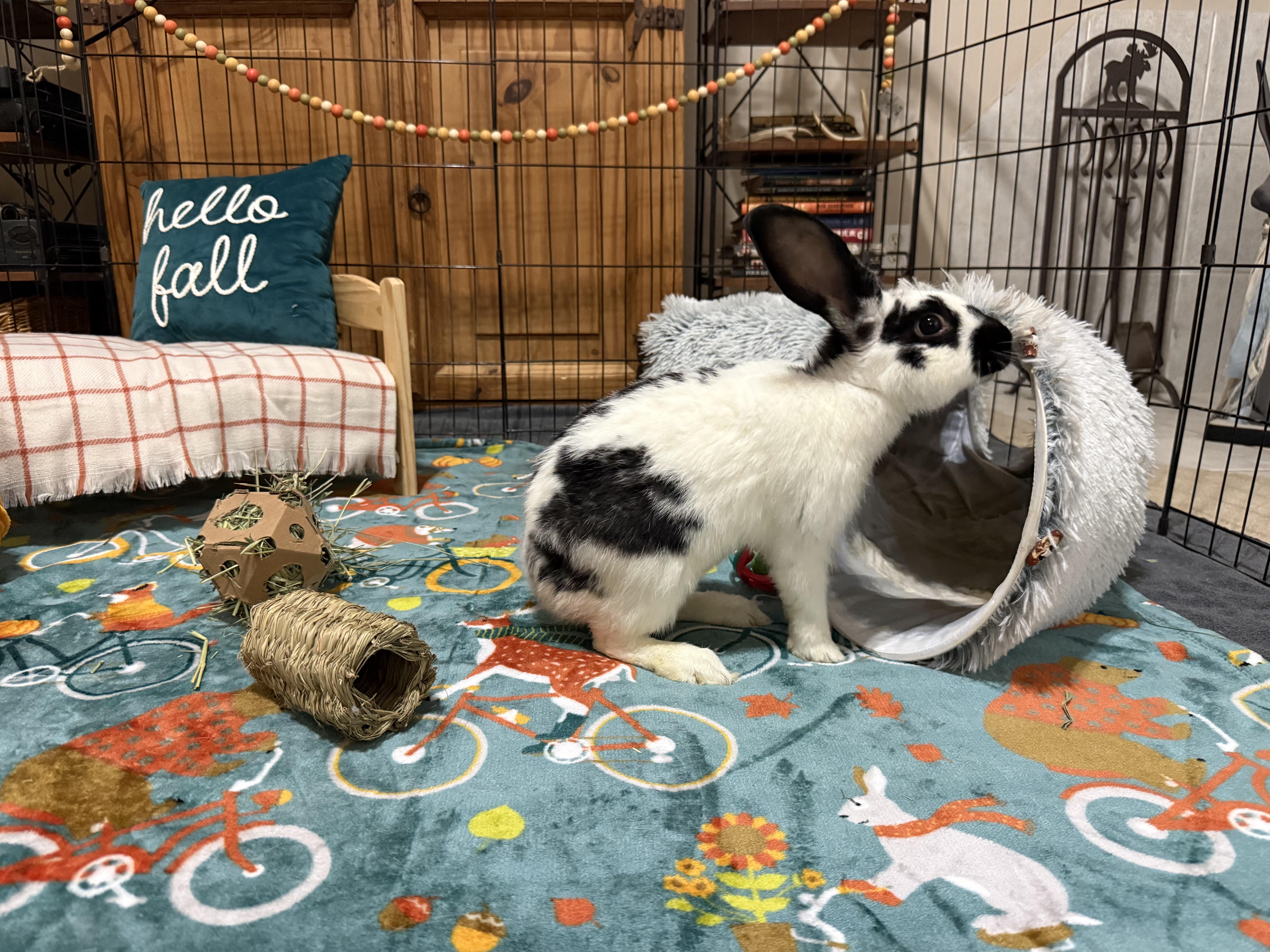 Enlarge Hopper Lane, a Adoptable English Spot in Little Rock, AR image 1/6