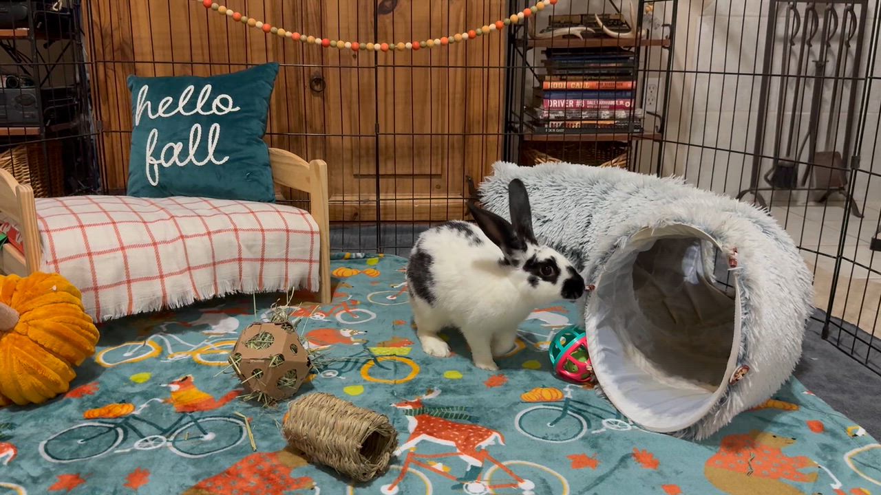 Enlarge Hopper Lane, a Adoptable English Spot in Little Rock, AR video 6/6