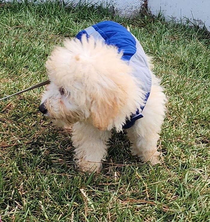 Kuno, adopted, Puppy Male Maltipoo.