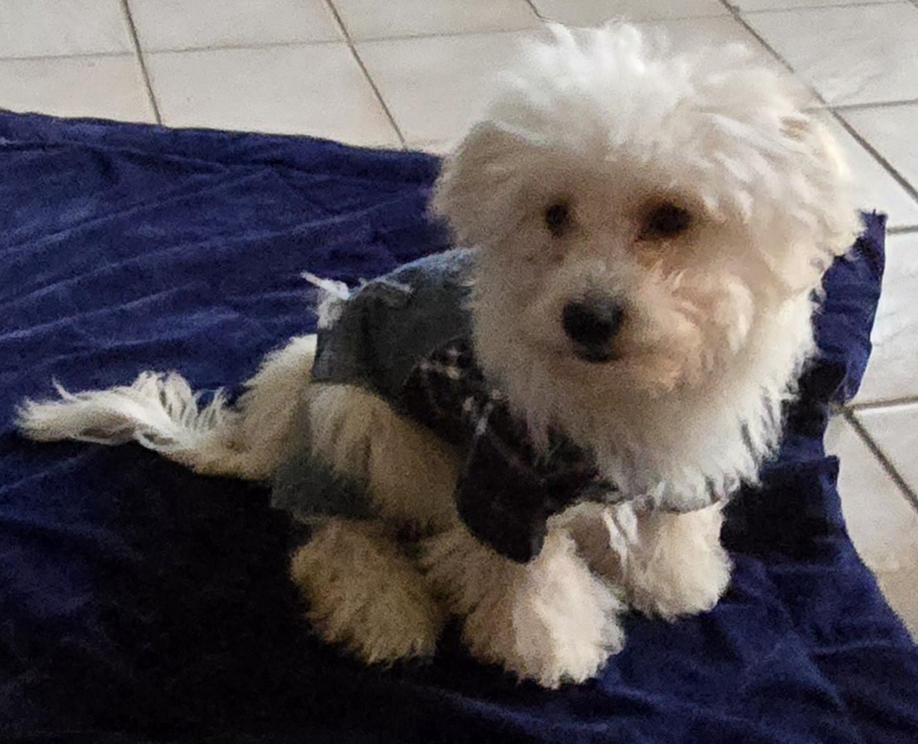 Enlarge Kuno, an adopted Maltipoo in Fallbrook, CA image 4/4