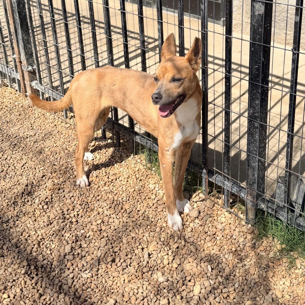 Enlarge Foxy, a Adoptable Mixed Breed in Columbus, GA image 1/6