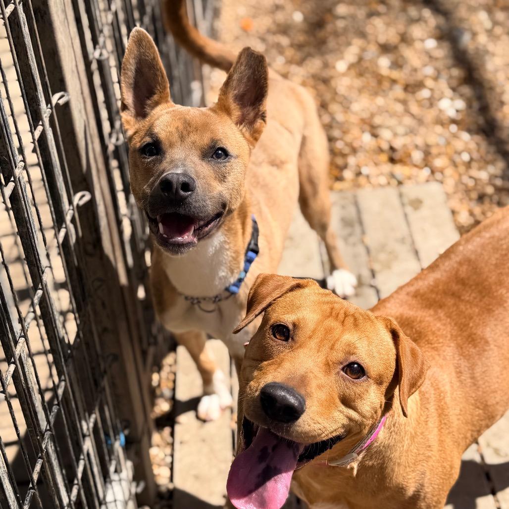 Enlarge Foxy, a Adoptable Mixed Breed in Columbus, GA image 2/6