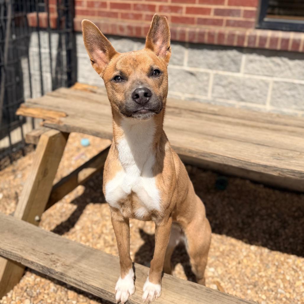 Enlarge Foxy, a Adoptable Mixed Breed in Columbus, GA image 3/6