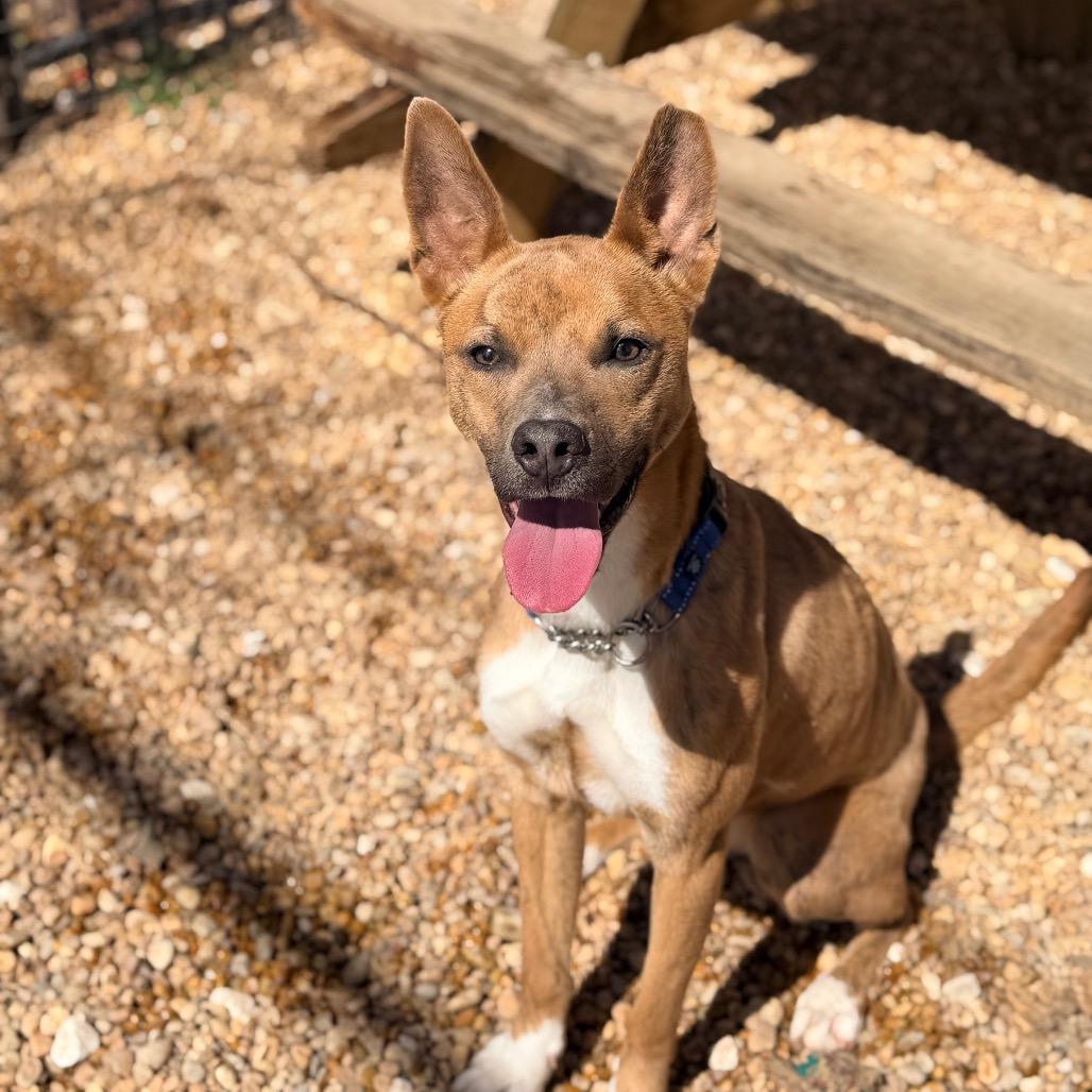 Enlarge Foxy, a Adoptable Mixed Breed in Columbus, GA image 4/6