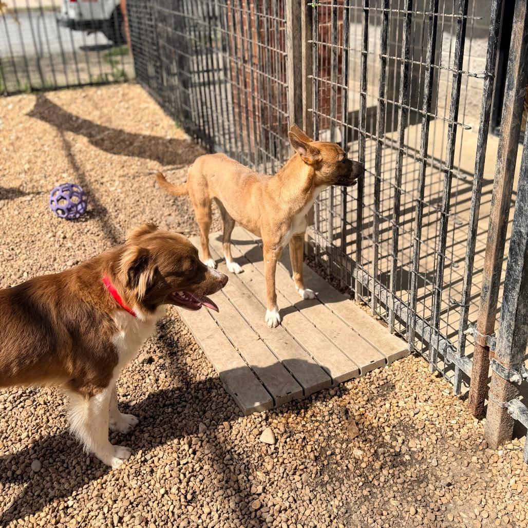 Enlarge Foxy, a Adoptable Mixed Breed in Columbus, GA image 5/6