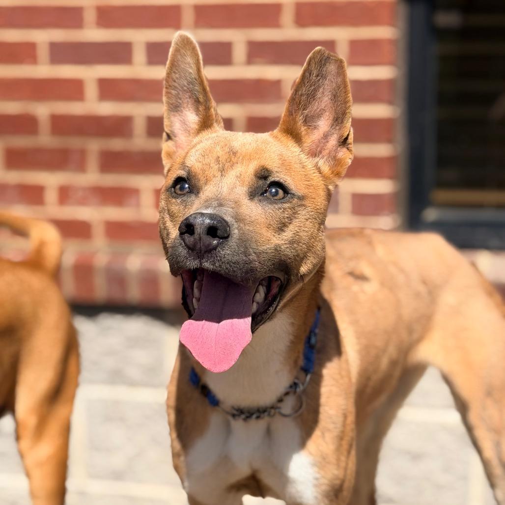 Enlarge Foxy, a Adoptable Mixed Breed in Columbus, GA image 6/6