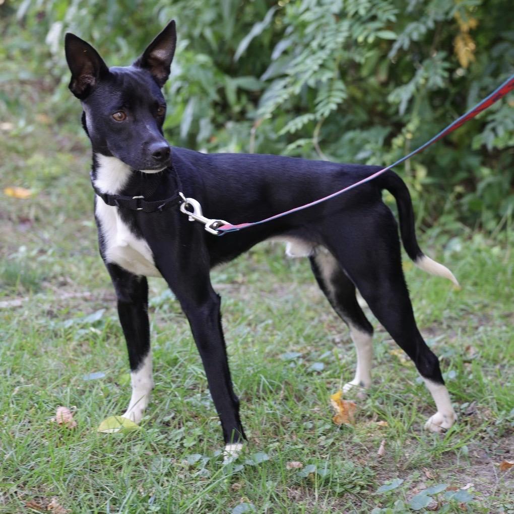 Enlarge PEPO, a Adoptable mixed breed in Berlin, NJ image 2/5