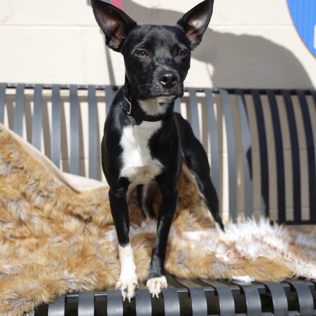 Enlarge PEPO, a Adoptable mixed breed in Berlin, NJ image 3/5