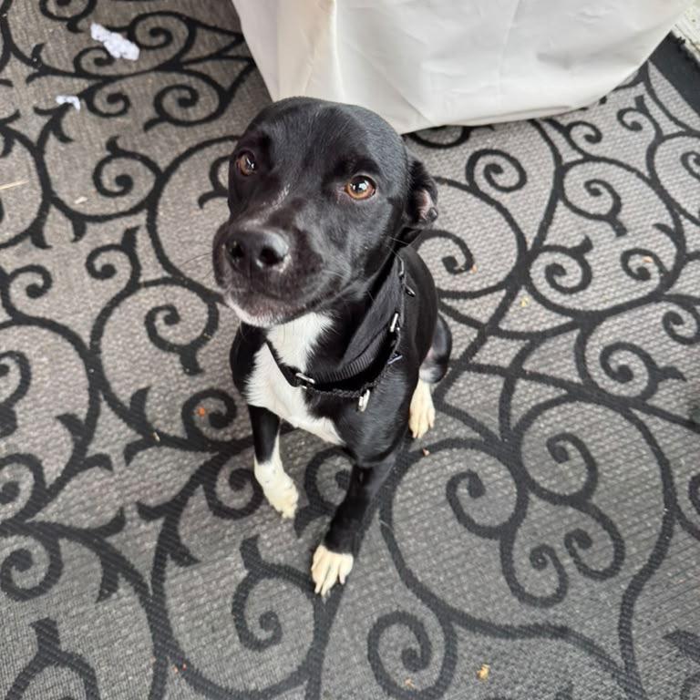 Enlarge PEPO, a Adoptable mixed breed in Berlin, NJ image 4/5