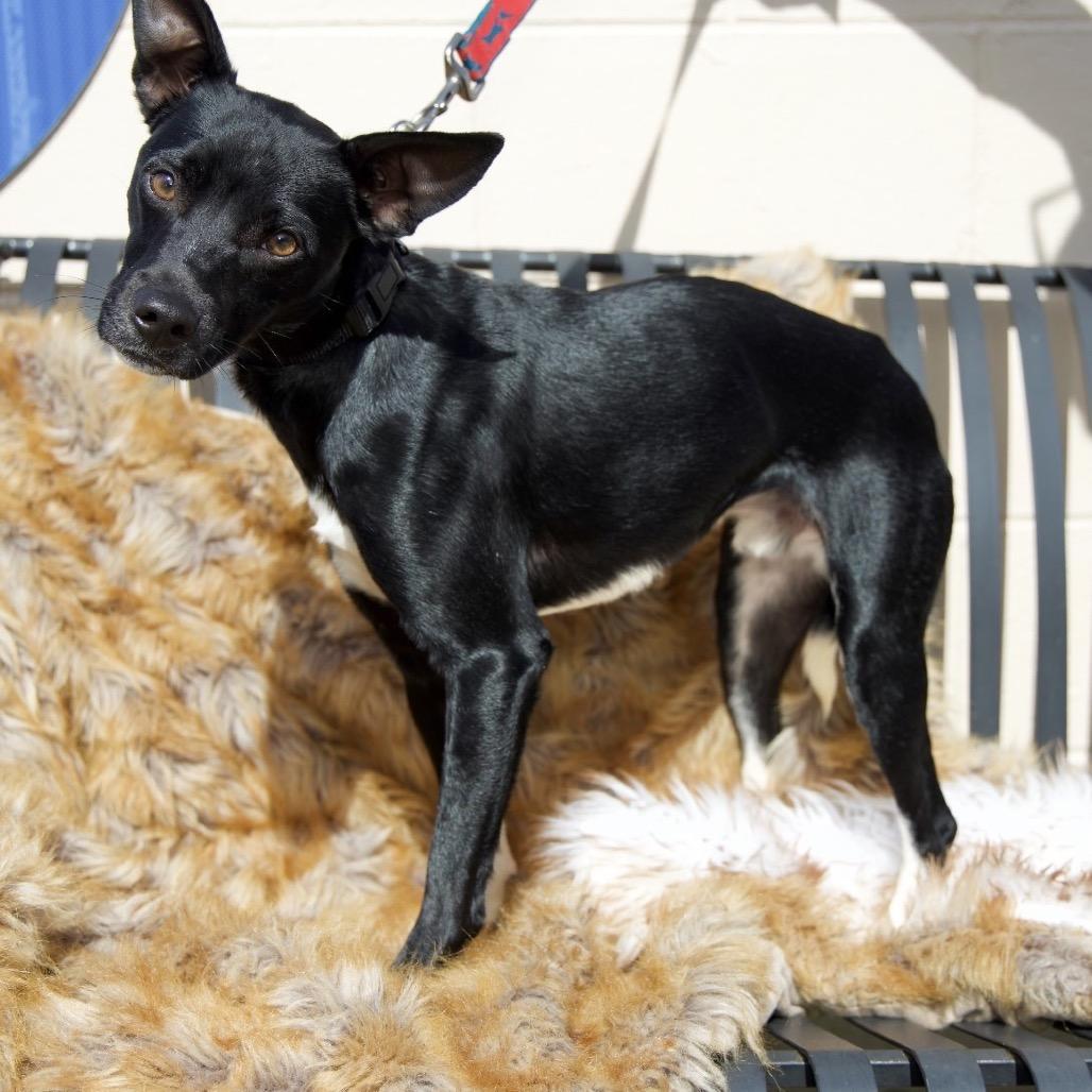 Enlarge PEPO, a Adoptable mixed breed in Berlin, NJ image 5/5