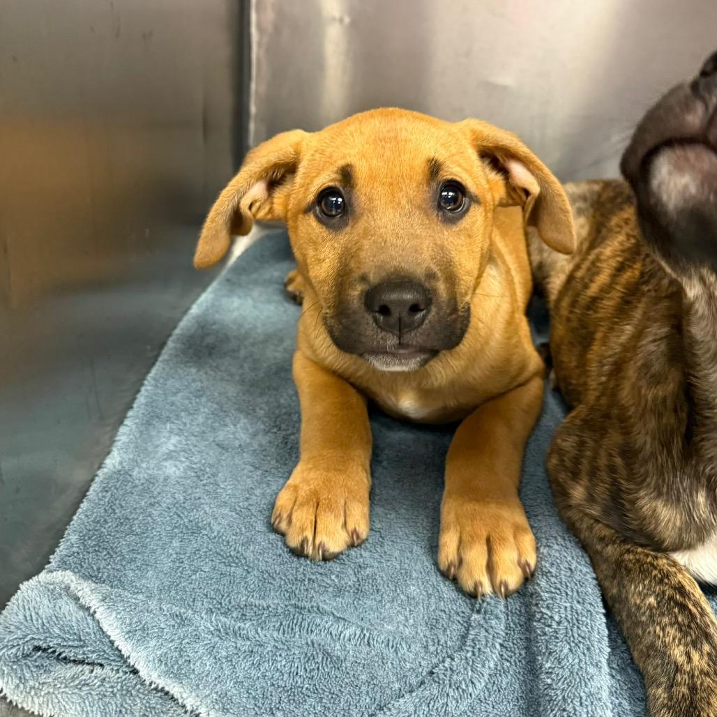 Enlarge Zoey, a Adoptable mixed breed in Martinsville, VA image 1/1