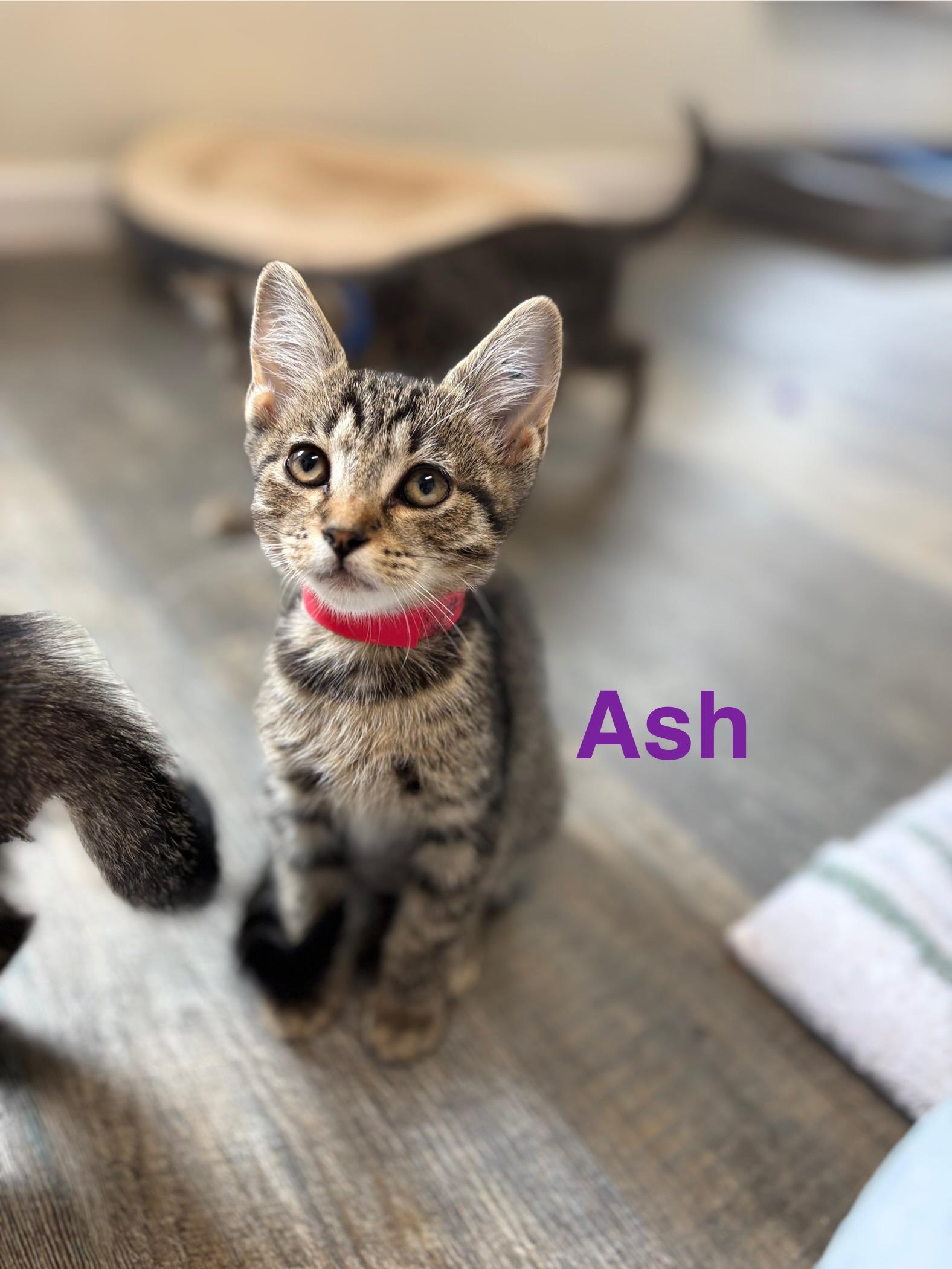 Ash