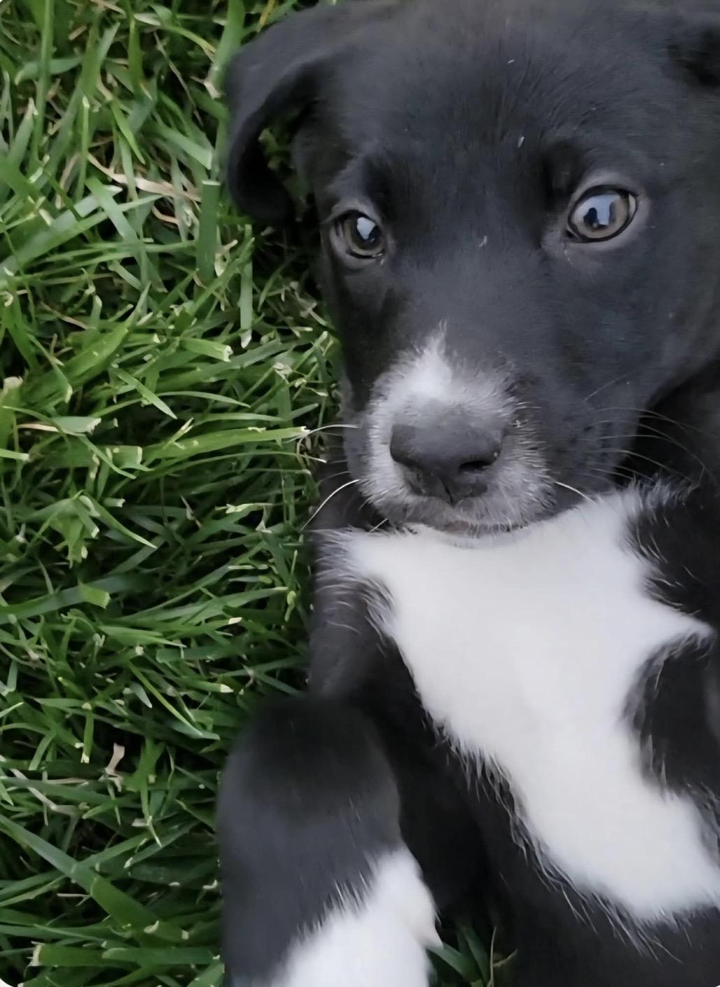 Auggie, ADOPTABLE, Puppy Male Labrador Retriever & Mixed Breed.
