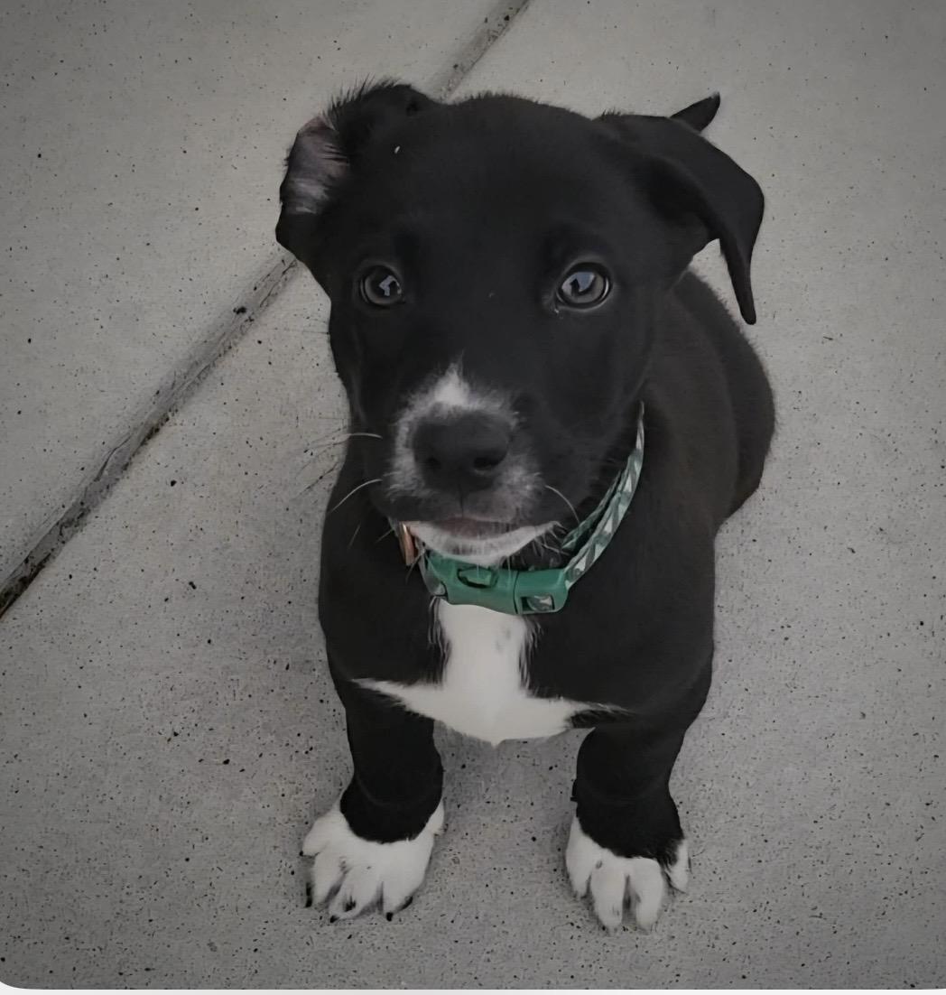 Enlarge Auggie, a ADOPTABLE mixed breed in Kannapolis, NC image 3/5