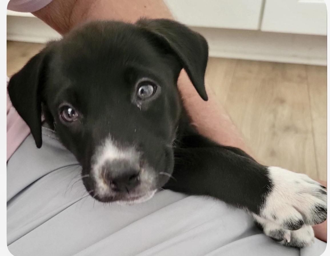 Enlarge Auggie, a ADOPTABLE mixed breed in Kannapolis, NC image 2/5