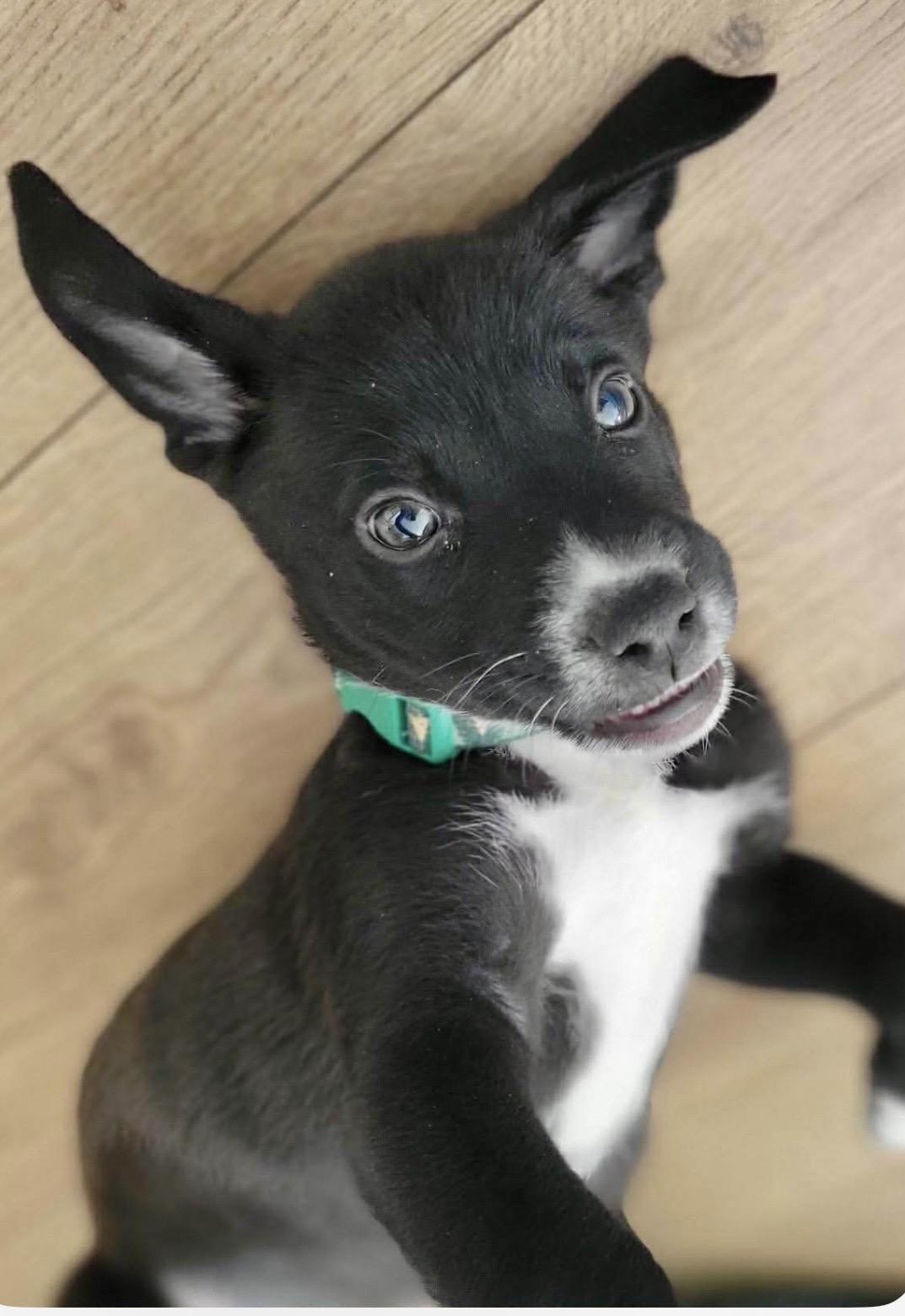 Enlarge Auggie, a ADOPTABLE mixed breed in Kannapolis, NC image 5/5