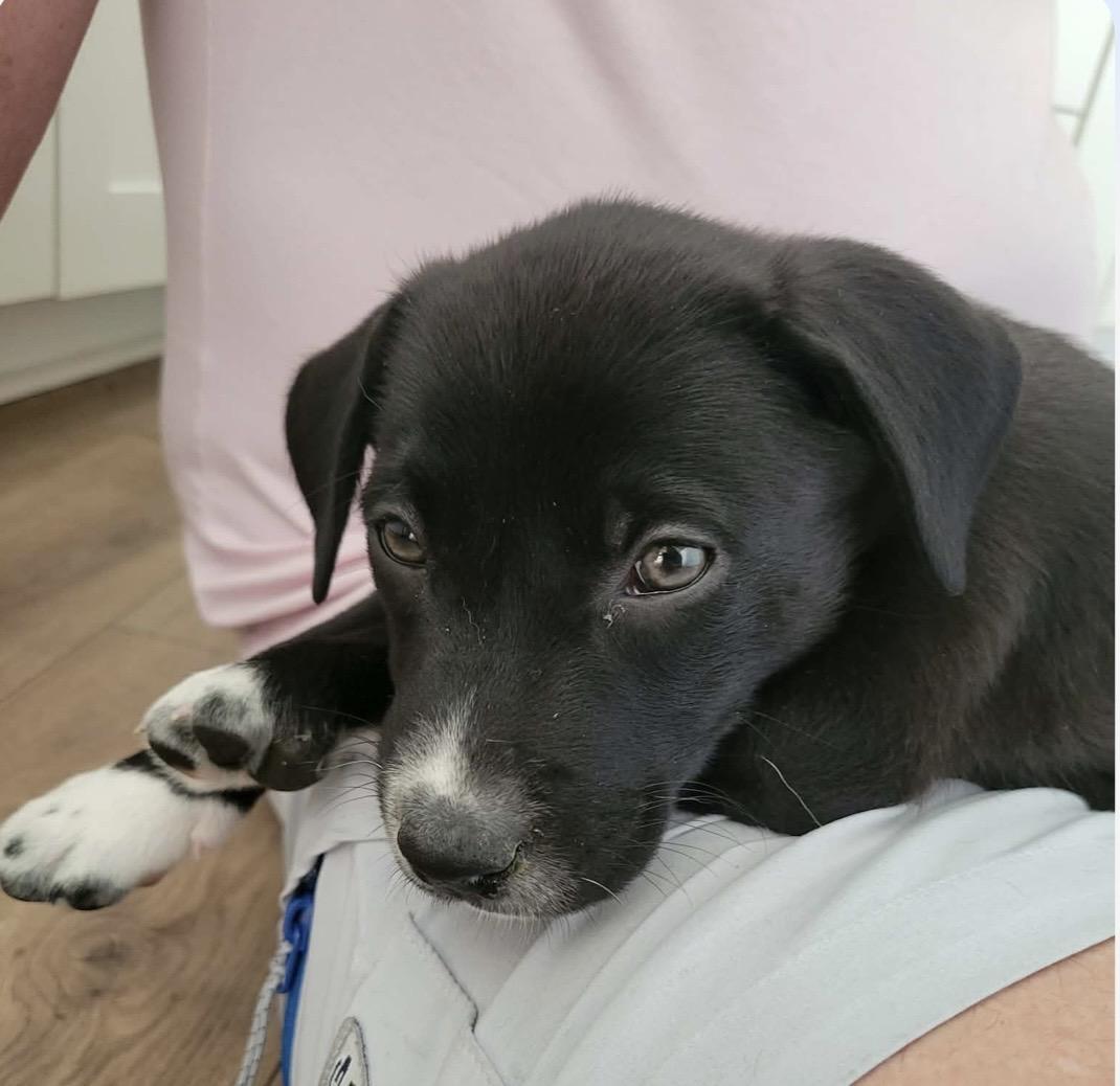 Enlarge Auggie, a ADOPTABLE mixed breed in Kannapolis, NC image 4/5