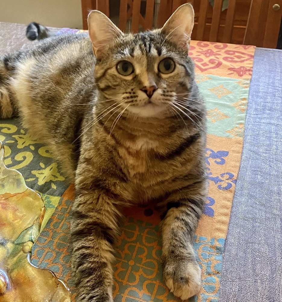 Flossie - LM, an adoptable Domestic Short Hair in Greenville, SC, 29601 | Photo Image 5