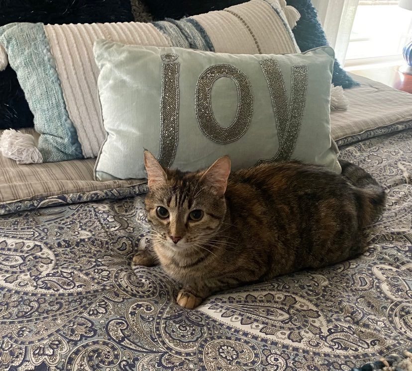 Flossie - LM, an adoptable Domestic Short Hair in Greenville, SC, 29601 | Photo Image 6