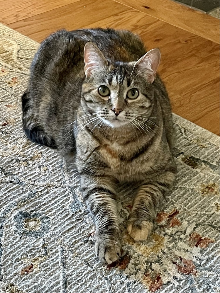 Flossie - LM, an adoptable Domestic Short Hair in Greenville, SC, 29601 | Photo Image 2