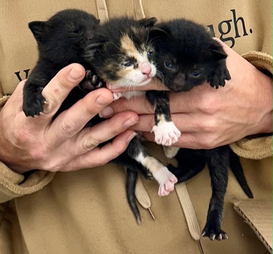 Maggie's baby Foster Kittens, ADOPTABLE, Kitten Female Calico & Domestic Short Hair.