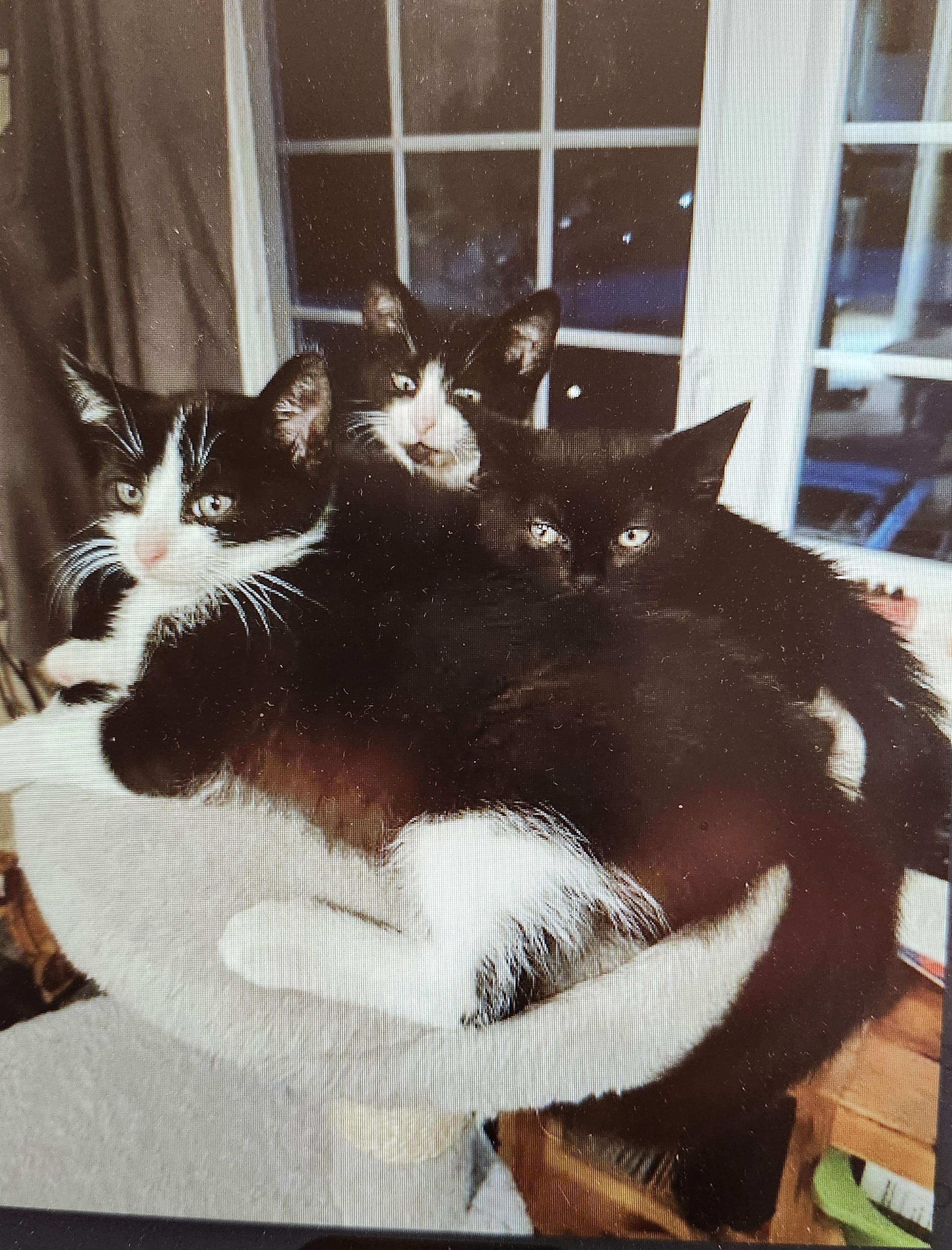 Maggie's baby Foster Kittens, a ADOPTABLE mixed breed in Randolph, NJ image 3/3