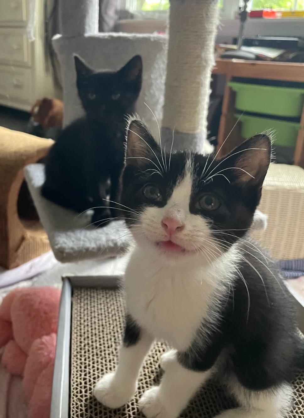 Maggie's baby Foster Kittens, a ADOPTABLE mixed breed in Randolph, NJ image 2/3