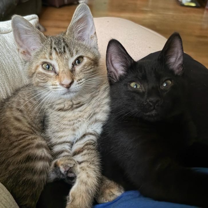 Clementine (In Foster), a ADOPTABLE Domestic Short Hair in Watertown, WI image 3/3