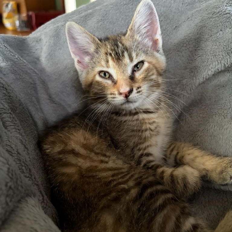 Clementine (In Foster), a ADOPTABLE Domestic Short Hair in Watertown, WI image 1/3