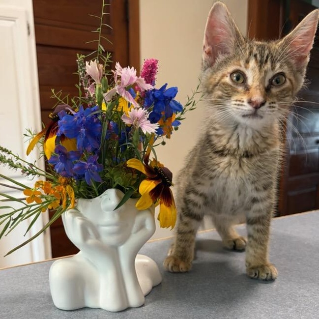Clementine (In Foster), a ADOPTABLE Domestic Short Hair in Watertown, WI image 2/3