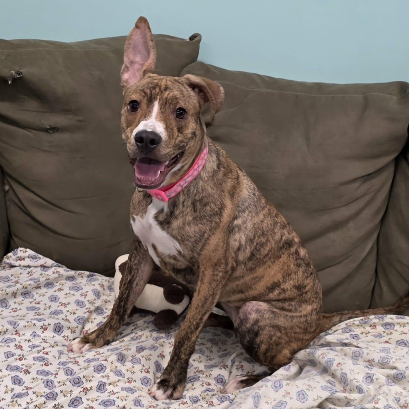 Luna, Silly Pup, a Adoptable mixed breed in Meriden, CT image 6/6