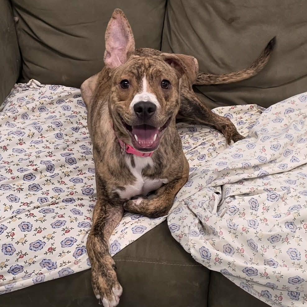 Luna, Silly Pup, a Adoptable mixed breed in Meriden, CT image 3/6