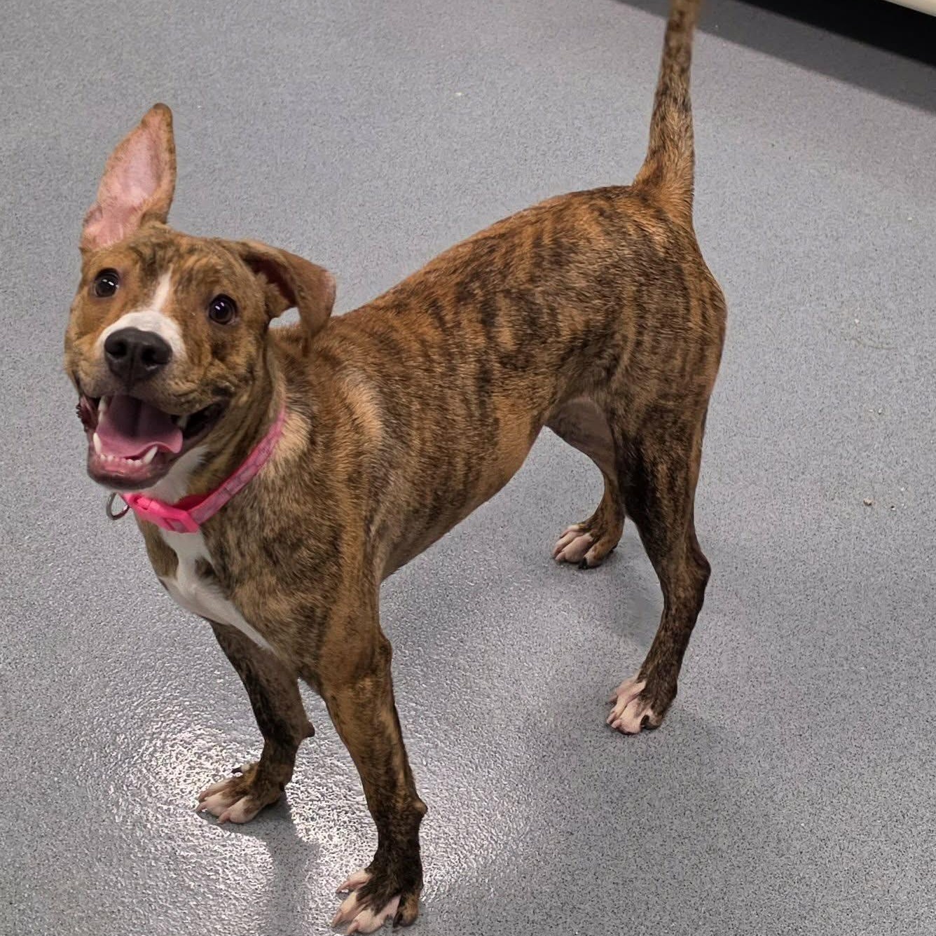 Luna, Silly Pup, a Adoptable mixed breed in Meriden, CT image 4/6