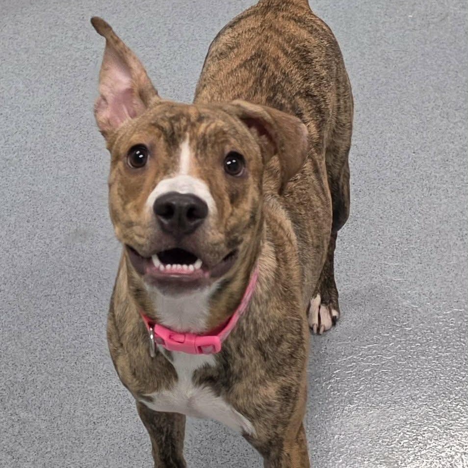 Luna, Silly Pup, Adoptable, Puppy Female Terrier.