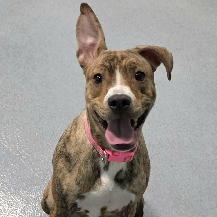 Luna, Silly Pup, a Adoptable mixed breed in Meriden, CT image 2/6