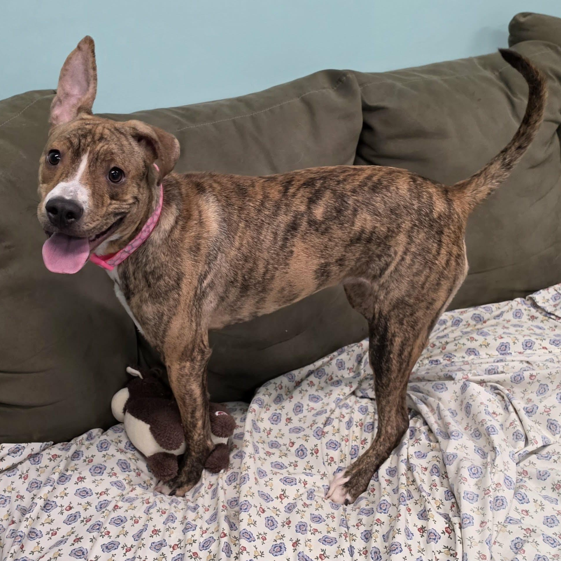 Luna, Silly Pup, a Adoptable mixed breed in Meriden, CT image 5/6