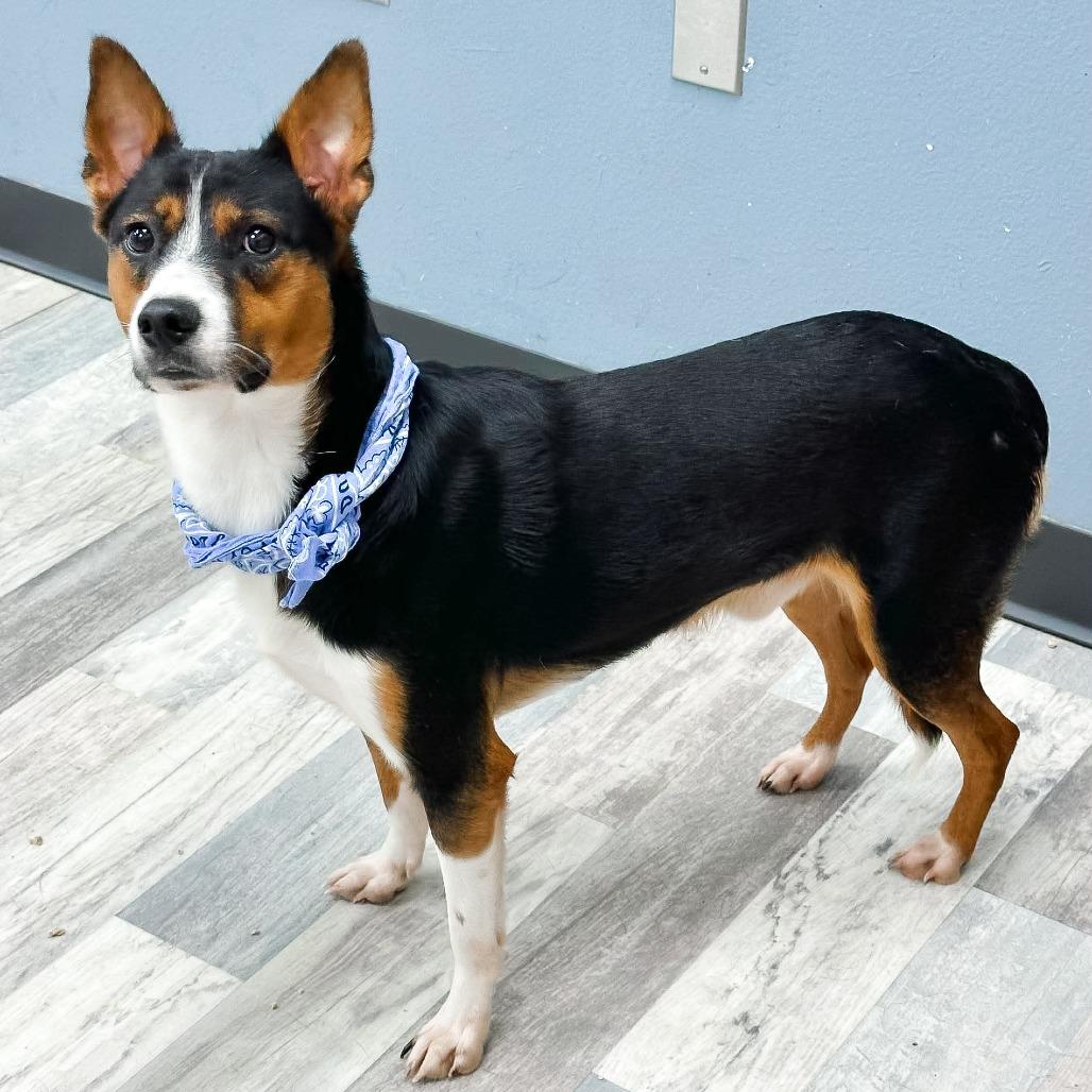 Benito, a Adoptable Mixed Breed in Lufkin, TX image 1/5