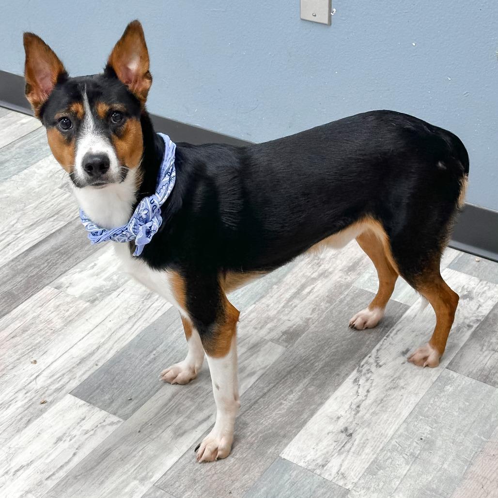Benito, a Adoptable Mixed Breed in Lufkin, TX image 2/5