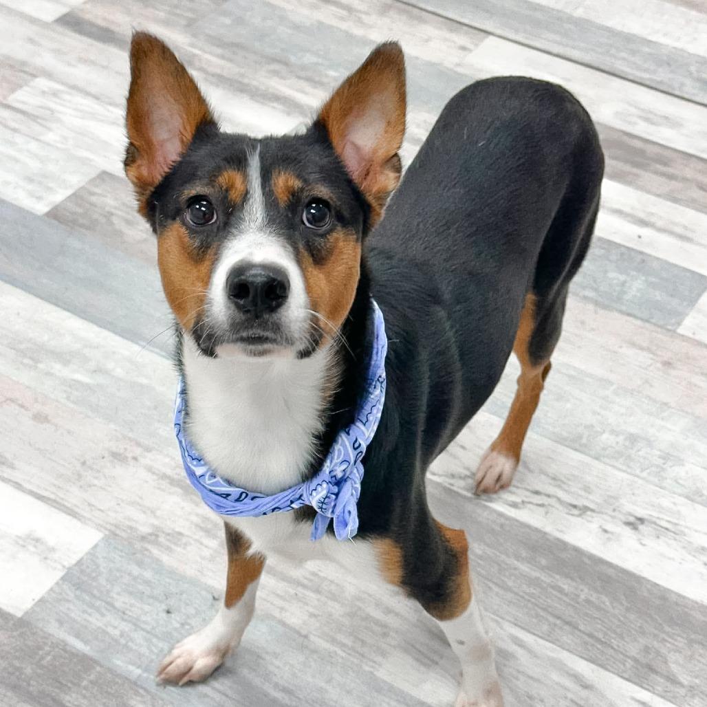 Benito, a Adoptable Mixed Breed in Lufkin, TX image 3/5