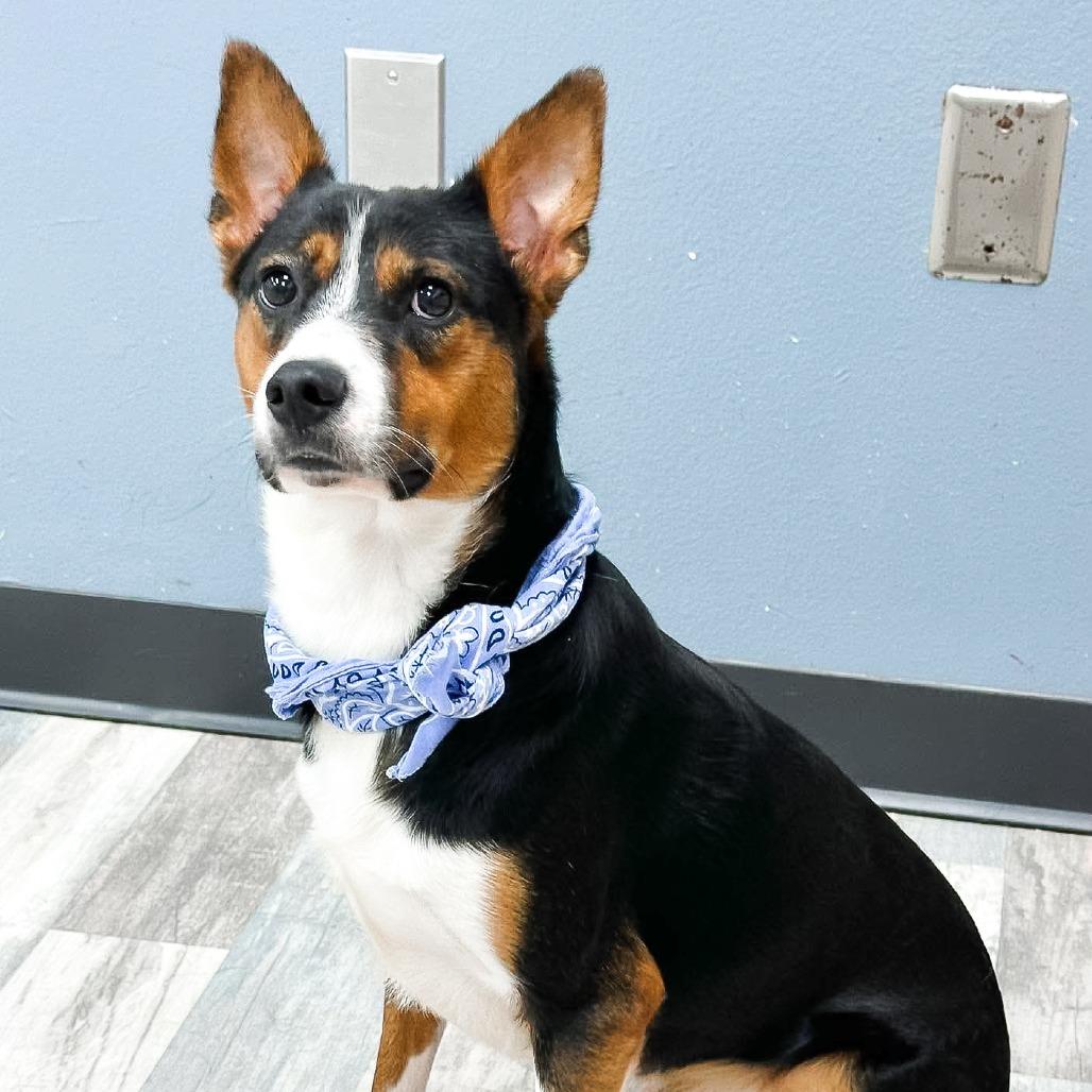 Benito, a Adoptable Mixed Breed in Lufkin, TX image 4/5