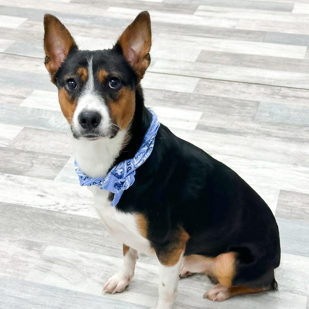 Benito, a Adoptable Mixed Breed in Lufkin, TX image 5/5