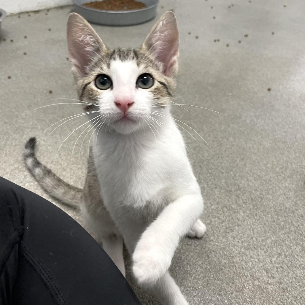 Button Bush, Adoptable, Kitten Female Domestic Short Hair.
